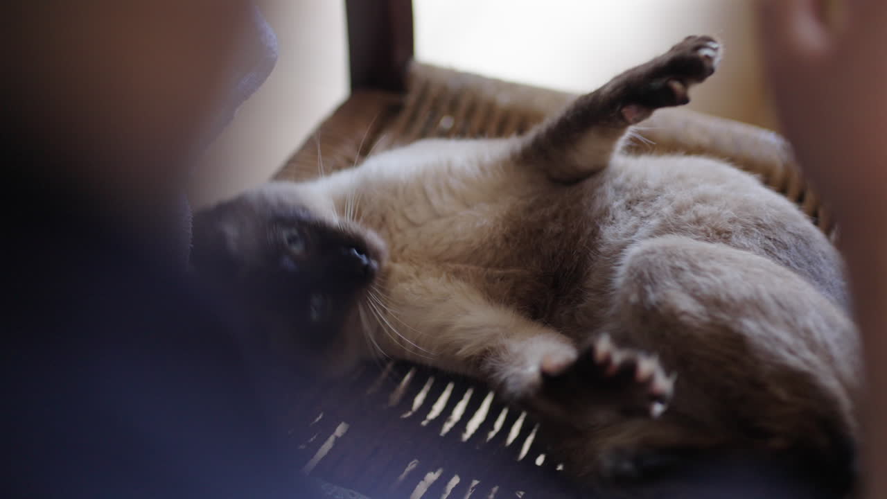 Close-up macro camera shot of cat lying on chair while playing with human. Very shallow depth of field blurs background and keeps cat on focus.