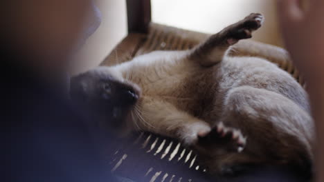 close-up macro camera shot of cat lying on chair while playing with human. very shallow depth of field blurs background and keeps cat on focus.