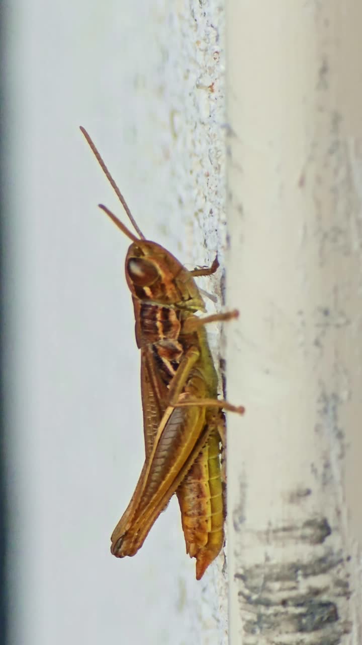 Extreme close-up of grasshopper standing still on vertical wall showing insect details