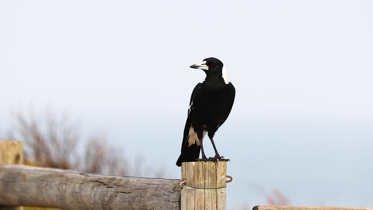 An Australian magpie stands on a wooden post near the ocean, captured in natural daylight with a serene backdrop