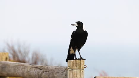 an australian magpie stands on a wooden post near the ocean, captured in natural daylight with a serene backdrop