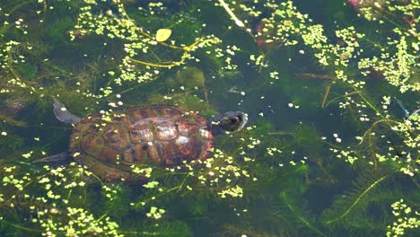 a freshwater turtle swimming in the water full of green algae, duckweed, and filamentous plants, close up shot