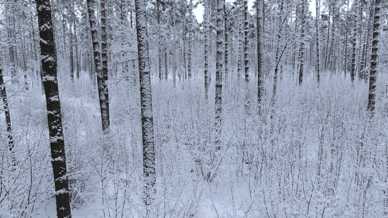 Snow covers tall pine trunks, shrubs as drone sweeps through Nordic forest calm