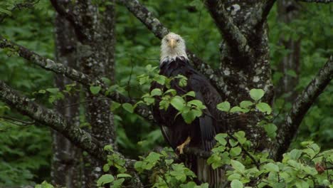 bald eagle, resting on a tree branch in a rainy day in alaska