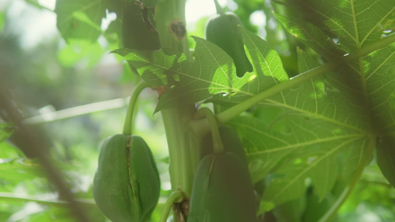 papayas verdes colgando de un árbol entre hojas verdes exuberantes en un día soleado