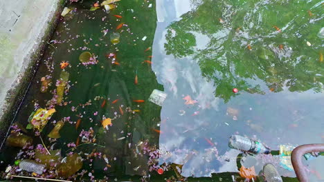 a still pool of water polluted with waste and fish swimming on the surface