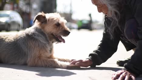 an affectionate moment captured between an elderly woman and her beloved dog as they share a gentle interaction on a sunny street, highlighting their bond and love for one another.