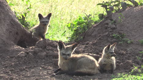a group of bat-eared fox lounging around the dry ground in masai mara, kenya. -wide shot