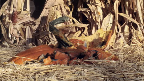 medium shot as a jack-o-lantern falls in slow motion, hits the ground and collapses into a pile of moldy mush