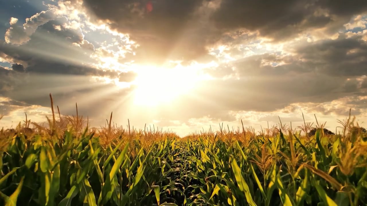 Breathtaking Golden Hour: A Lush Cornfield Bathed in Brilliant Sunlight and Drenched in Nature's Splendor Beneath a Majestic Sky