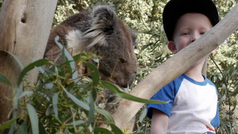 young boy smiles at the camera while a sleepy koala sits in a gum tree at a wildlife sanctuary