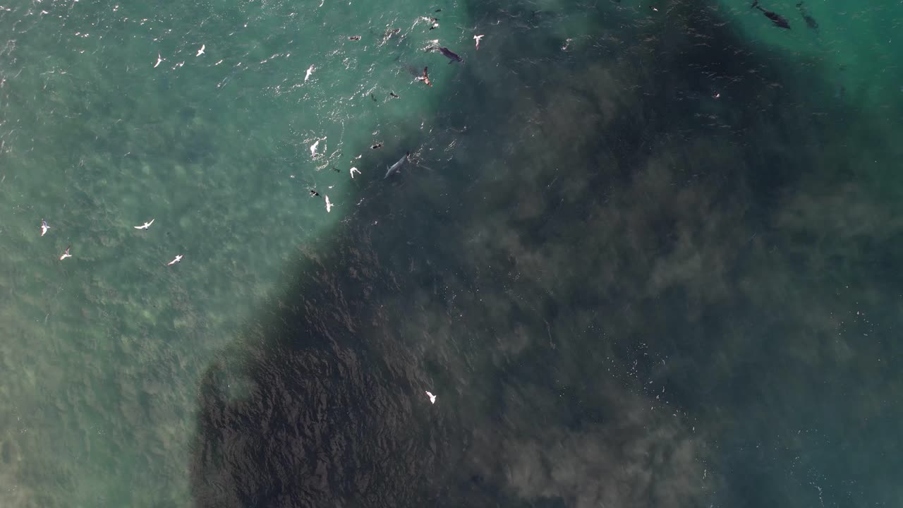 부러진 머리 에서 물고기 를 사냥 하는 바구니 코 돌고래 nsw - 바이론 지역 - 오스트레일리아