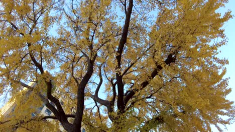 La-Belleza-De-La-Avenida-Nihon-Ōdōri