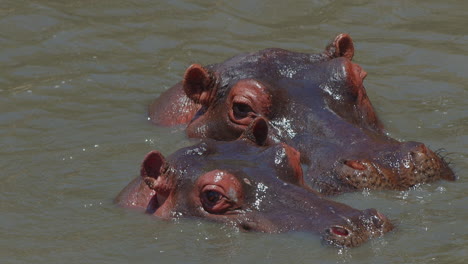 hippopotamus, parent and child in river, ear wiggle.