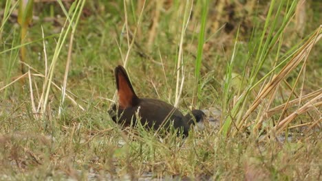 white-breasted-waterhen-in-pond-.