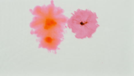 overhead shot of droplet of pink paint or dye dropped into water against white background to create swirling colourful pattern 1