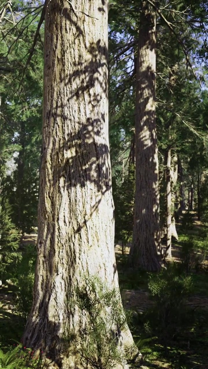 Alberi alti creano ombre in una foresta verde in pieno giorno.