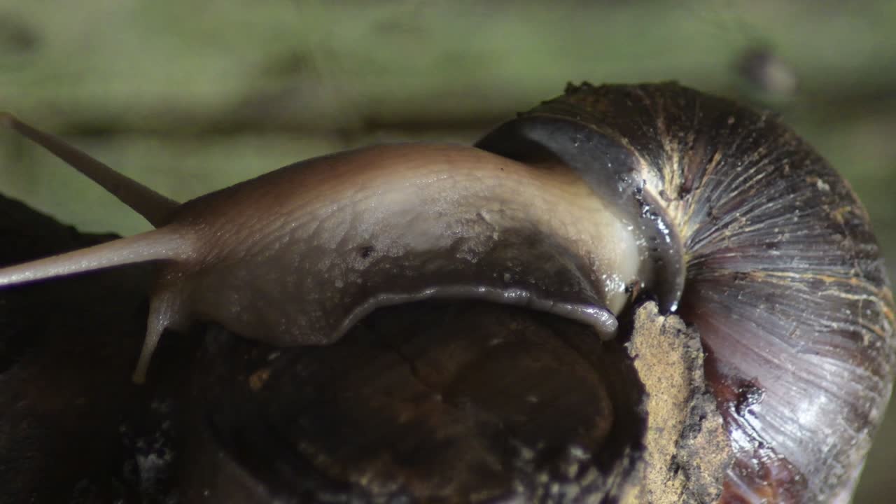 caracol gigante africano arrastrándose en un terrario en un parque natural - achatina fulica