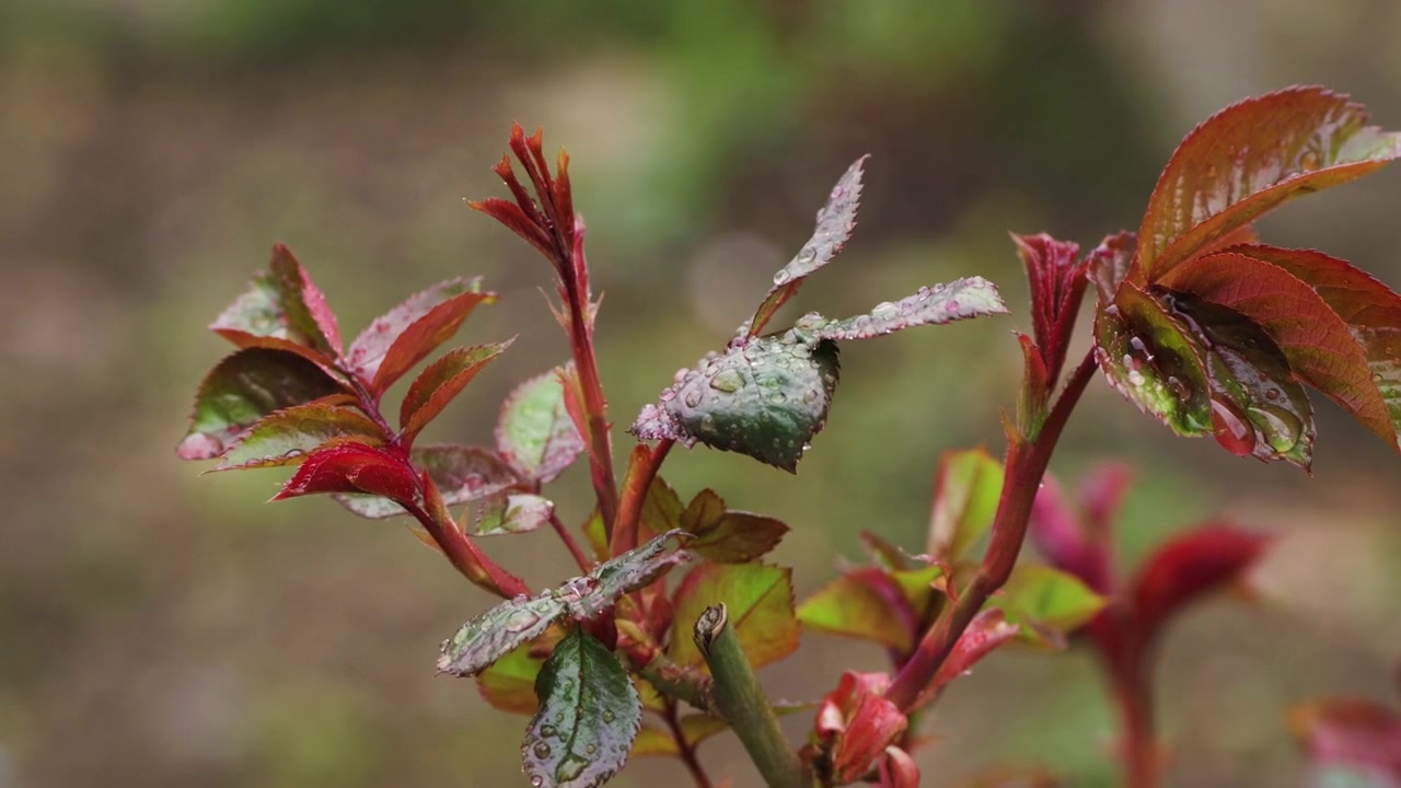 Atmosfera suggestiva con gocce di pioggia che scivolano dai petali dei fiori