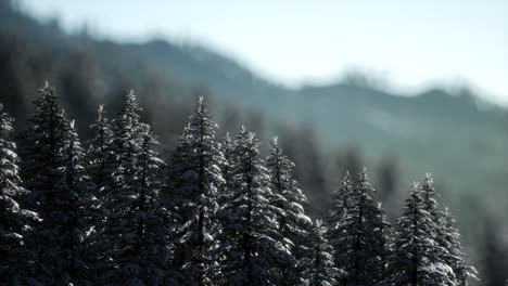 beautiful winter landscape in the mountains