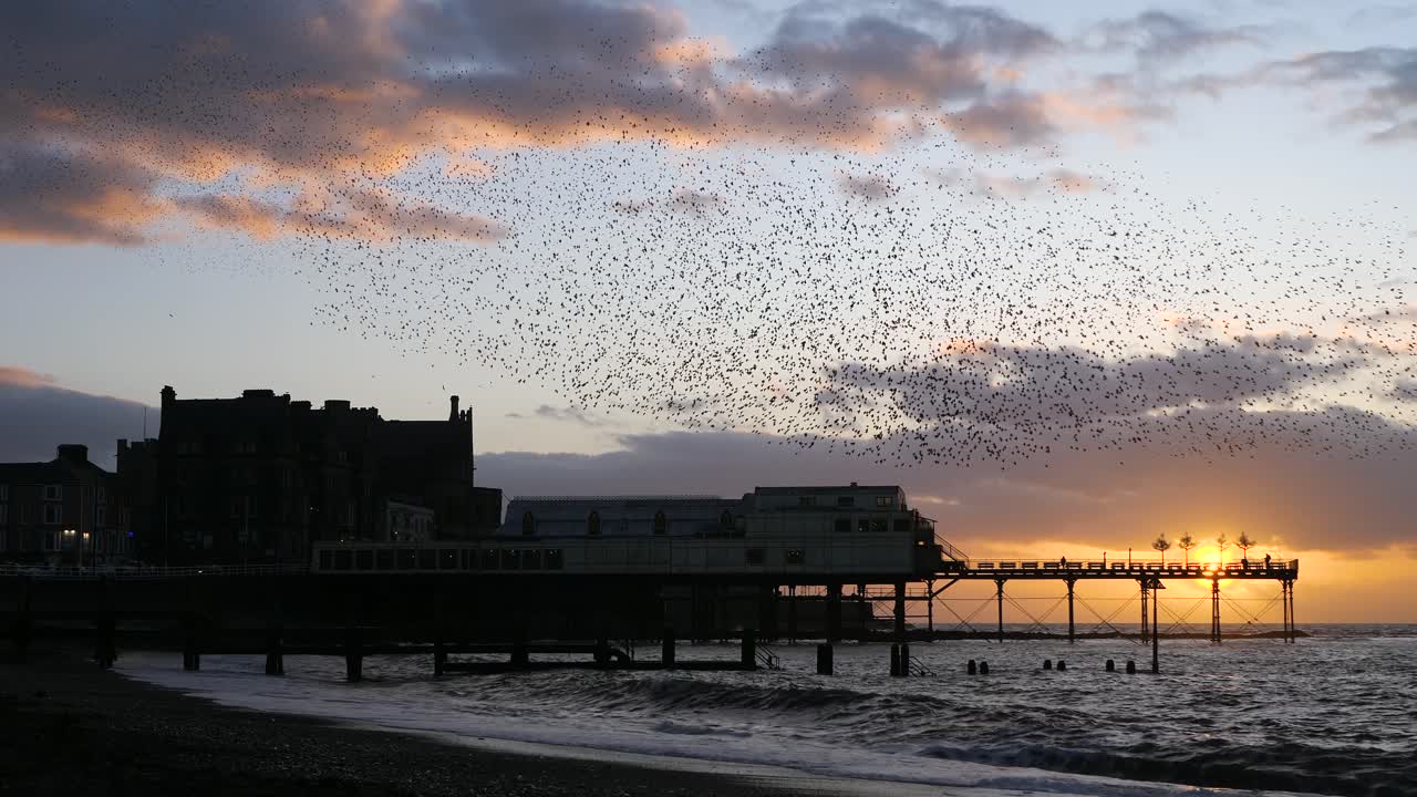 Land footage of thousands of starlings murmurating over Aberystwyth Pier, creating mesmerizing aerial patterns against the coastal sunset in a breathtaking natural spectacle.