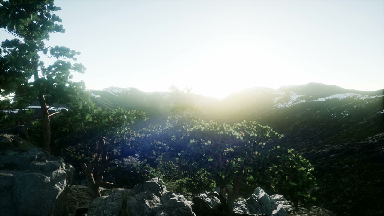 나무들을 가로지르는  ⁇ 빛