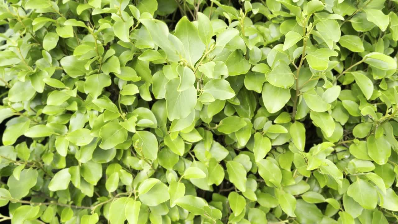 Sfondo con texture di foglie di siepe da giardino di un verde rigoglioso