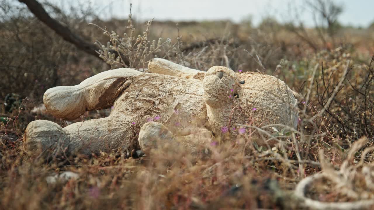 Strange Teddy Bears in outback - close up