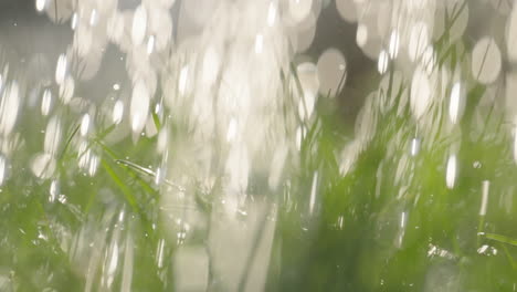 close-up view of wet grass in sunlight