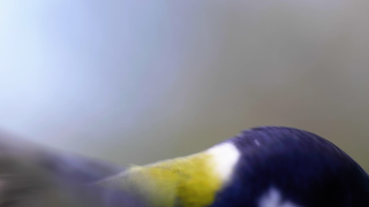 toma macro de cámara lenta cinematográfica de 4k de un pájaro volando a un comedero de pájaros y comiendo semillas