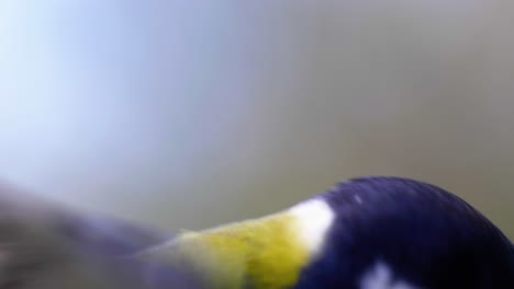 toma macro de cámara lenta cinematográfica de 4k de un pájaro volando a un comedero de pájaros y comiendo semillas