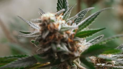 marihuana, híbrido de gelato de cannabis, alto contenido de thc, alejar el enfoque macro