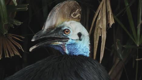 Extremely-colourful-Cassowary-in-lush-green-rainforest-environment,-super-colourful-and-beautiful