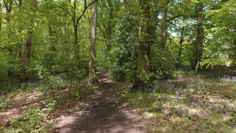 beautiful forest trail in springtime, wide angle