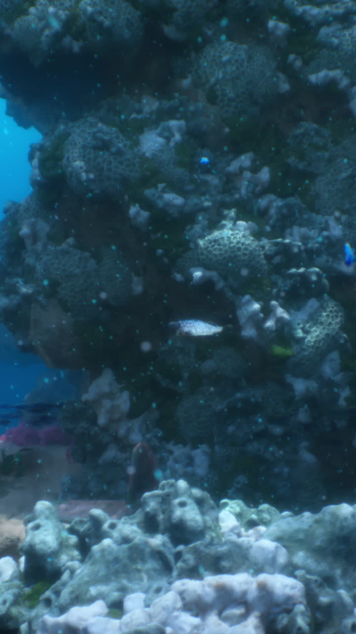 primer plano de un arrecife de coral con peces de colores