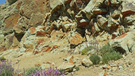 Teide-national-park-landscape-with-rock-formations-and-purple-wallflower