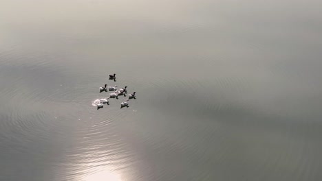 a raft of ducks paddling on smooth calm lake on a sunny day areal shot