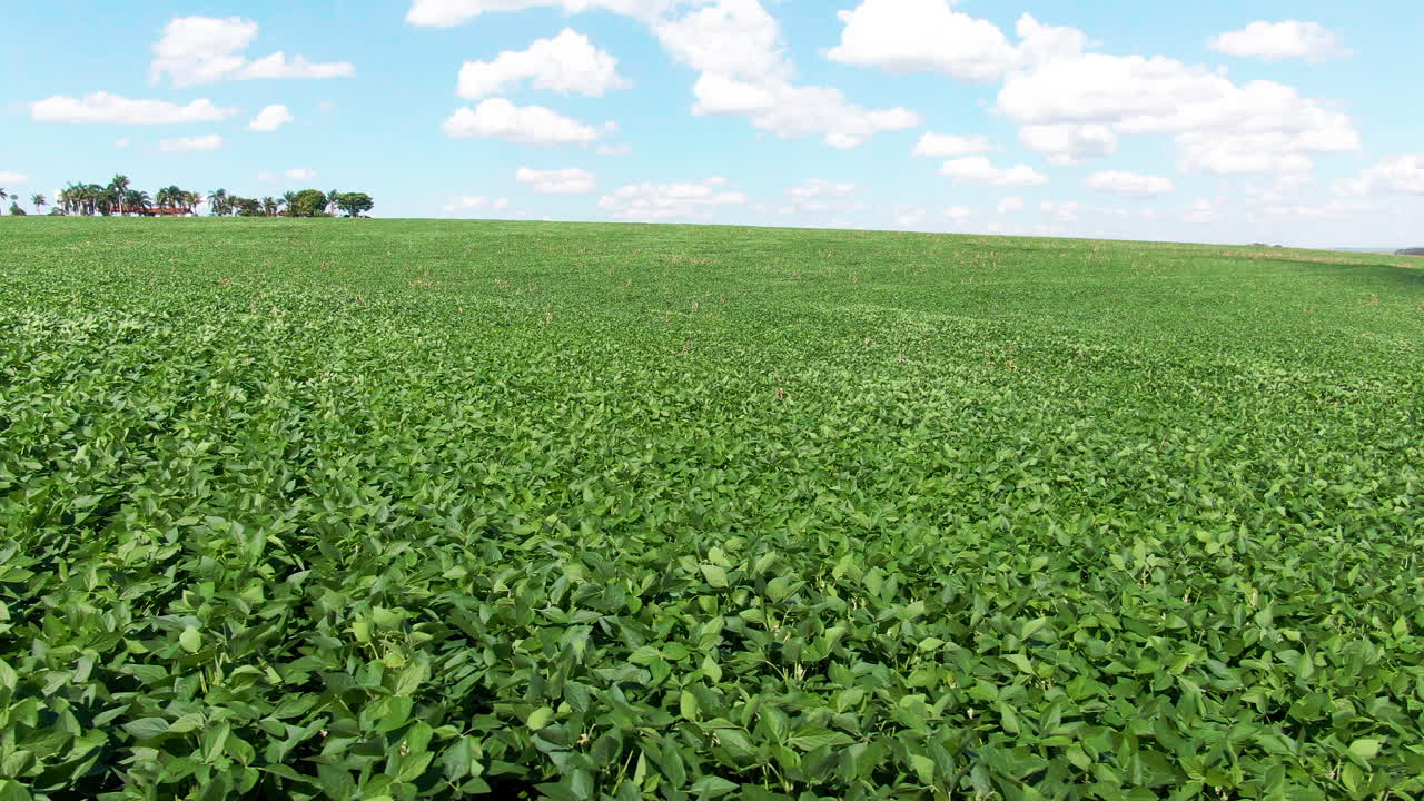 Featuring of soybean Drone Shot Featuring Long Soybean Plantation Field for Cultivationplantation stretched long on an field for cultivation. Drone shot.