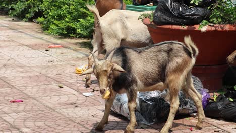 goats rummaging in trash on a sunny day