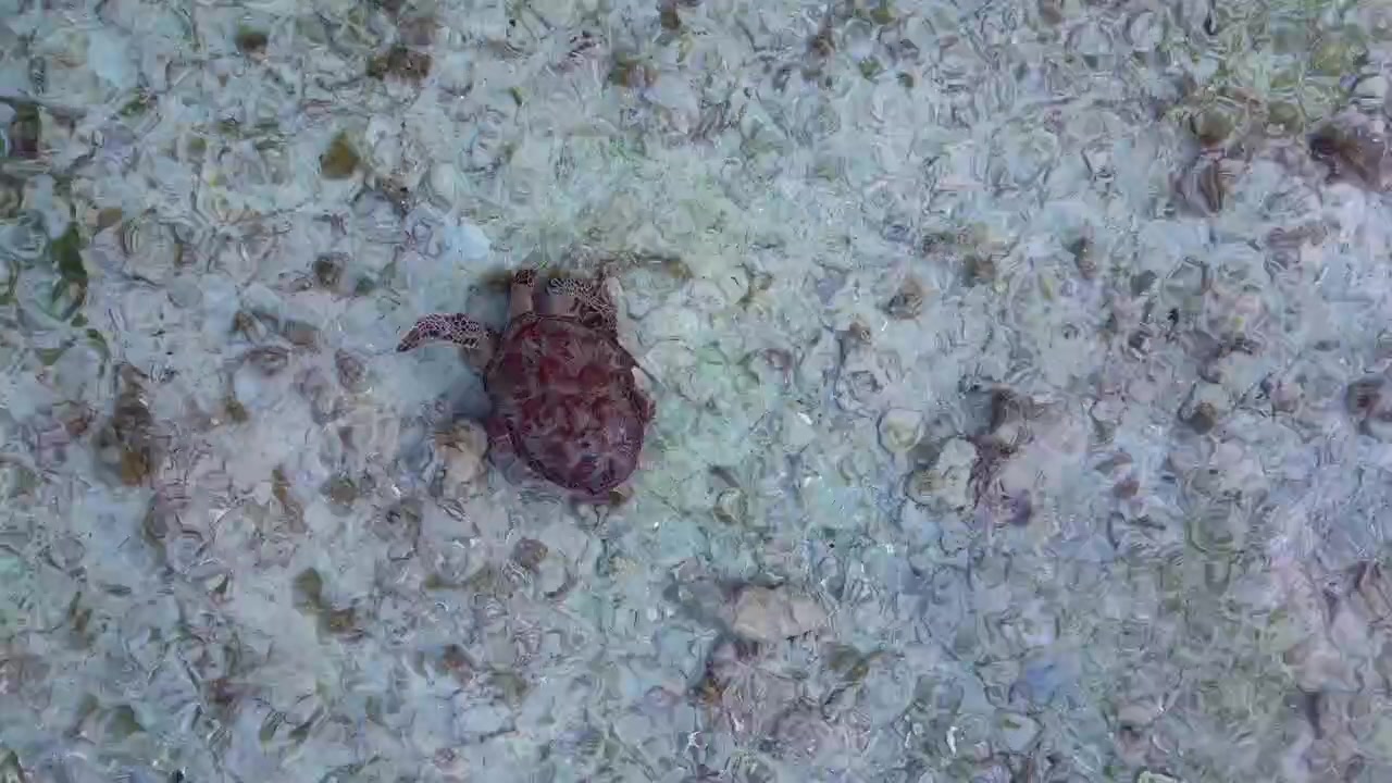 Piccola tartaruga marina che plana su un fondale marino strutturato in acque tropicali limpide. Migliore ripresa aerea con drone, vista dall'alto.