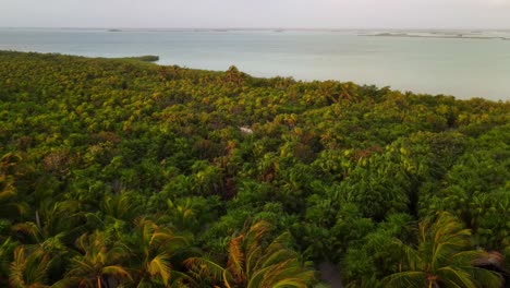 Vista-Panorámica-Aérea-De-La-Increíble-Selva-Con-Sus-Palmeras-Moviéndose-Por-El-Viento-Y-La-Laguna-Al-Fondo