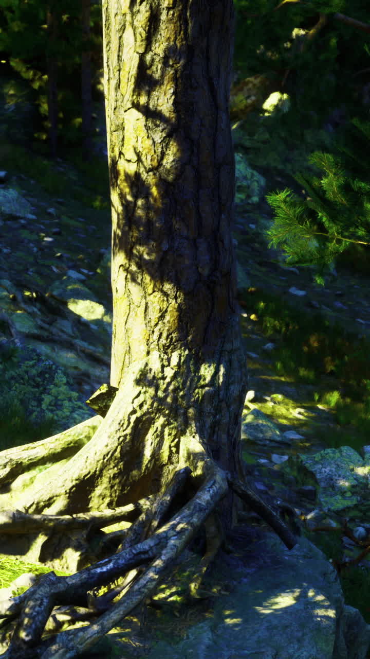 Sunlight filters through trees in a lush forest during golden hour