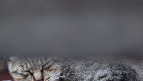 a pan down of a sleeping cat with fence in the foreground