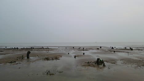 Dead-mangrove-tree-stumps-in-swamp,-aerial-forward-cloudy-day,-concept-horror