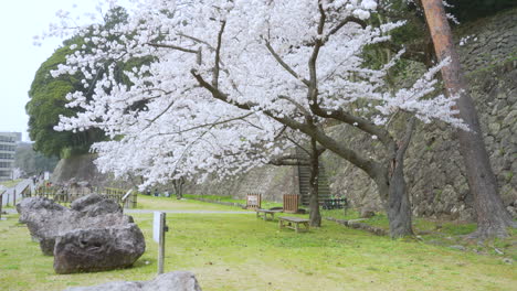 Pétalos-De-Color-Rosa-Pálido-Que-Caen-Como-La-Nieve-Con-árboles-De-Sakura-En-El-Fondo-Y-Bancos-Debajo-De-Los-árboles-En-Un-Campo-Verde,-Kanazawa,-Japón