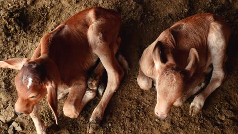 two new born calves resting on the mud of a farm