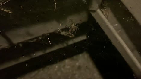 araña que cubre un insecto-luciérnaga en su web