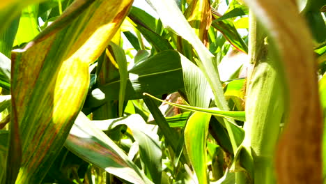 Details-Der-Maisplantage-Und-Verschiedener-Grüner-Mais