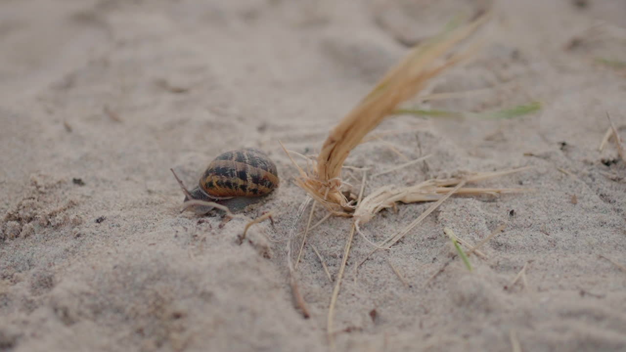 primer plano de un caracol en un terreno arenoso con un tallo de hierba seca
