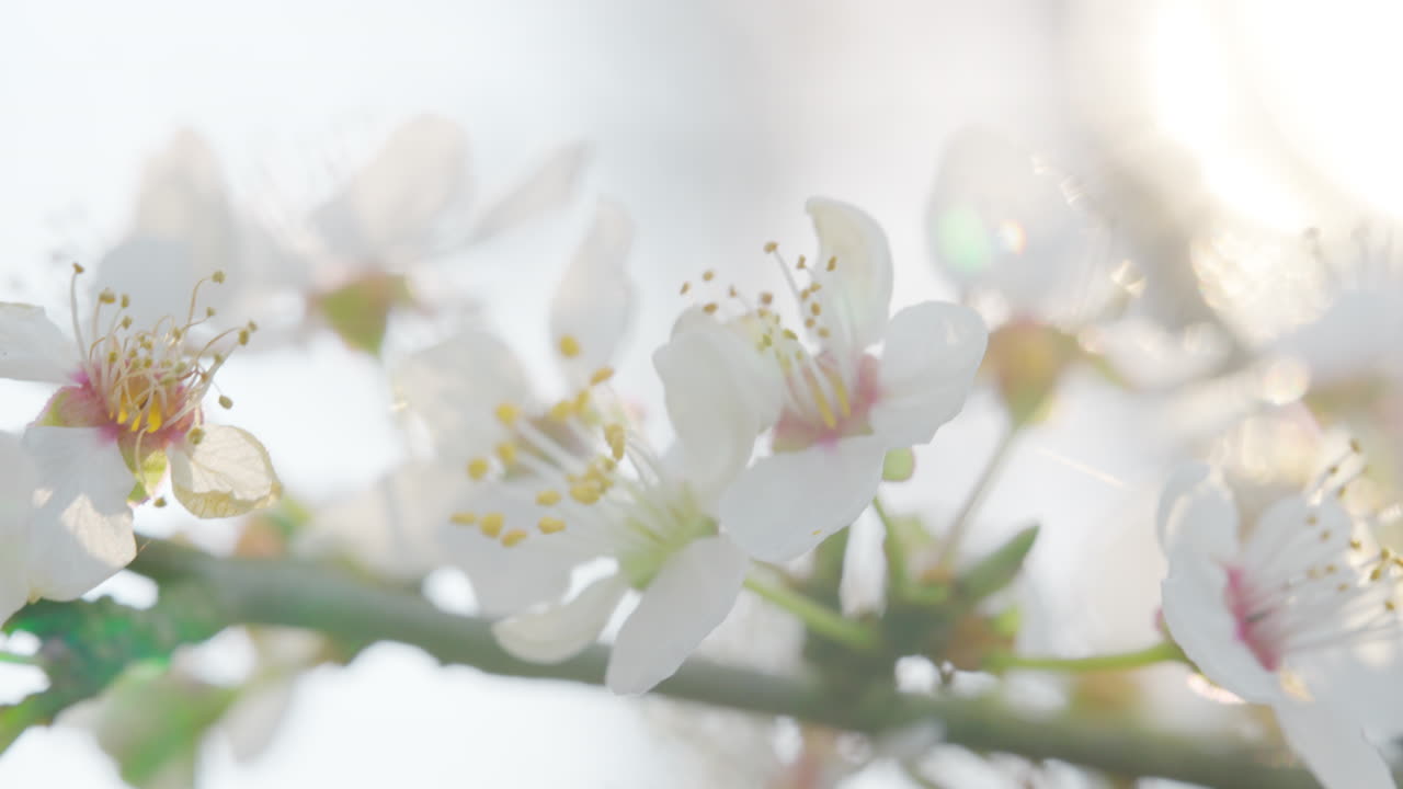 White Spring Blossoms